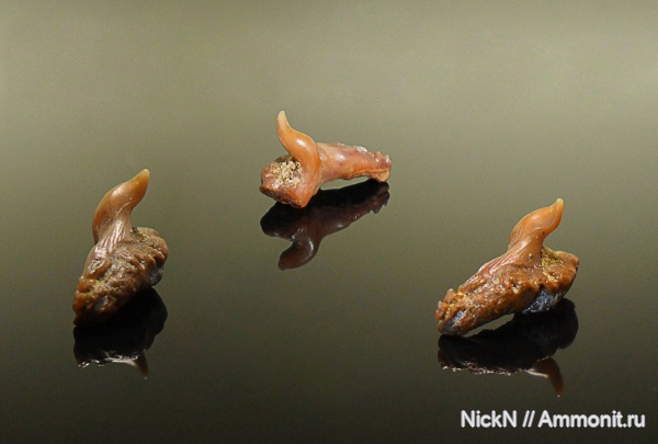 мел, сеноман, Волгоградская обл, синеходус