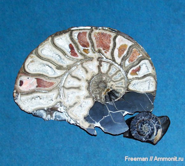 аммониты, конкреции, Таджикистан, Харангон, Ammonites
