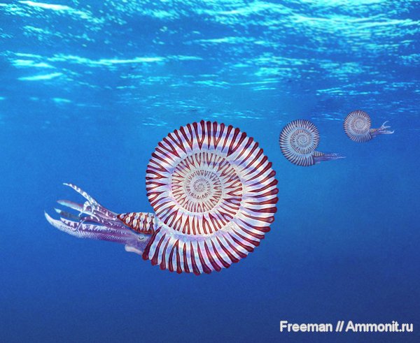 аммониты, Peltoceras, реконструкция, Ammonites, Peltoceratinae, Aspidoceratidae