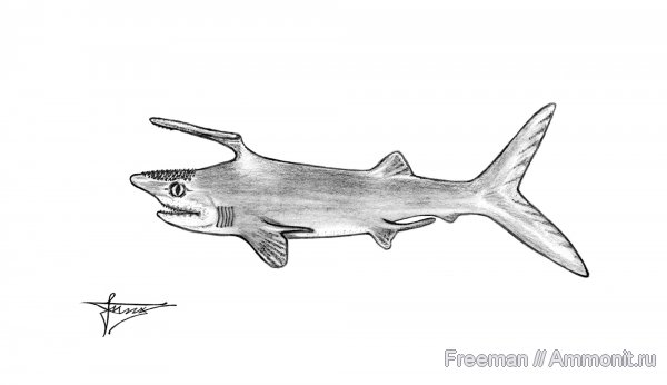 карбон, рыбы, акулы, реконструкция, Symmoriiformes, Falcatus, fish, sharks