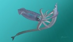 Охота кальмара на рыбу-саблю Anenchelum