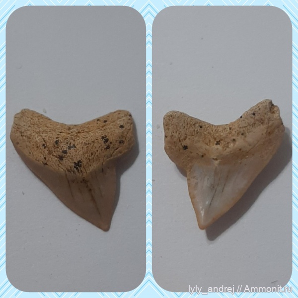 Squalicorax, сеноман, зубы акул, Малый Пролом