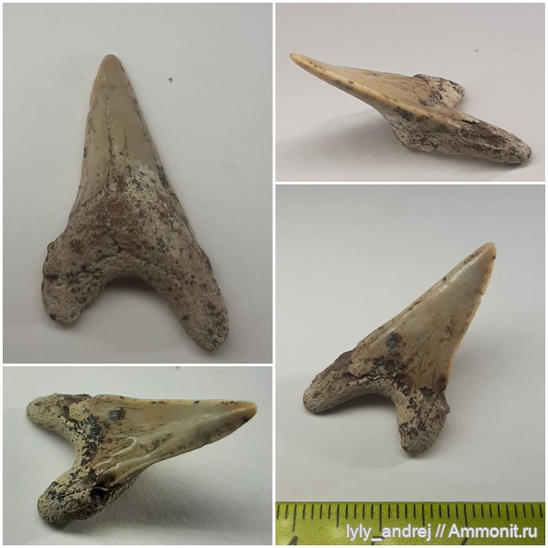 сеноман, зубы акул, Cretoxyrhina, Тамбовская область