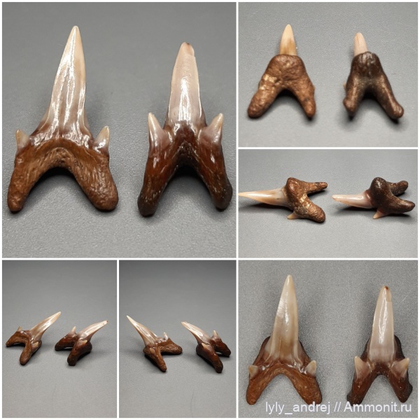 хрящевые рыбы, сеноман, зубы акул, Archaeolamna, Pseudoscapanorhynchus