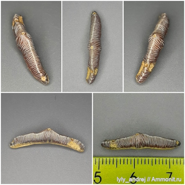 хрящевые рыбы, сеноман, зубы акул, Polyacrodus, Polyacrodus maiseyi