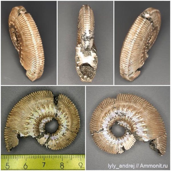 аммониты, Kosmoceras, головоногие моллюски, келловей, Kosmoceras proniae