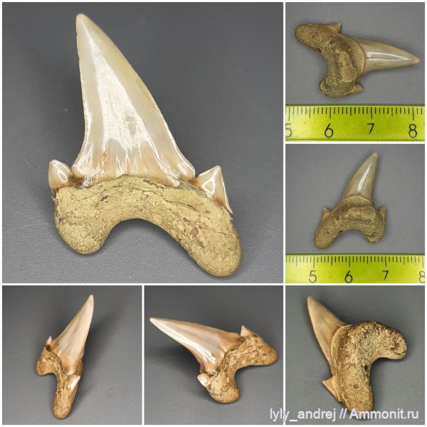 хрящевые рыбы, сеноман, зубы акул, Dwardius