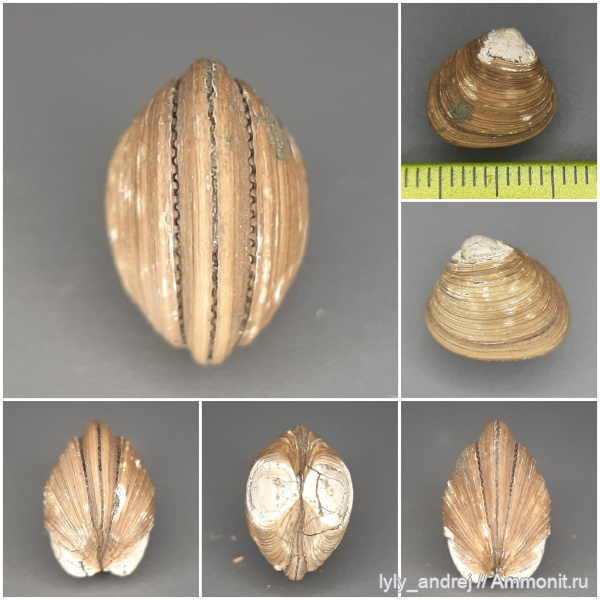 юра, двустворки, двустворчатые моллюски, келловей, Nucula, Astarte (Trautscholdia) cordata