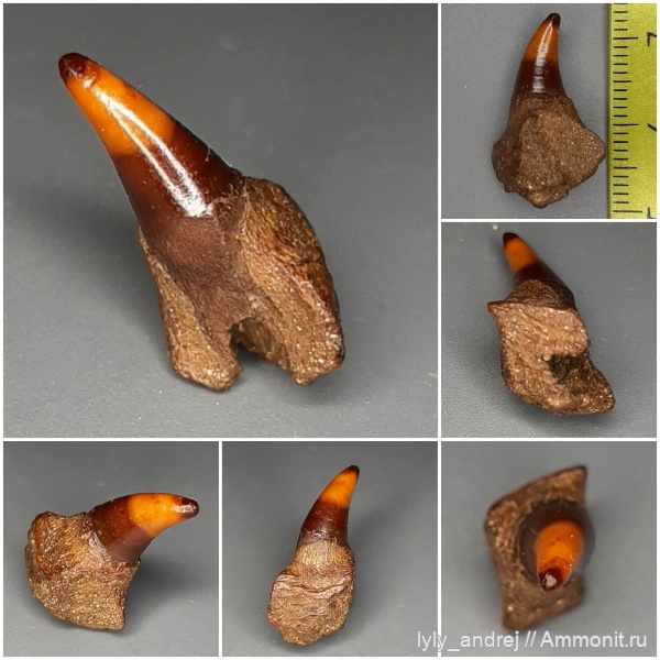 сеноман, зубы рыб, костные рыбы, Pachyrhizodus, лучепёрые рыбы