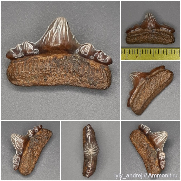 зубы, хрящевые рыбы, сеноман, зубы акул, Polyacrodus, Polyacrodus illingworthi