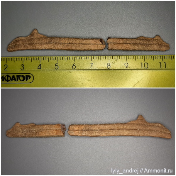 рыбы, сеноман, Protosphyraena, лучепёрые рыбы