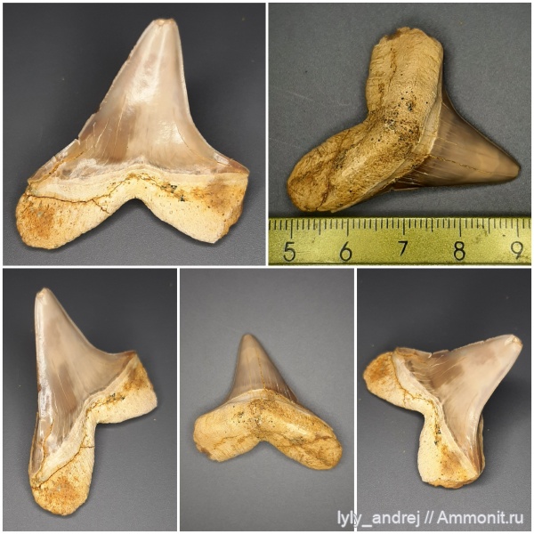 зубы, хрящевые рыбы, зубы акул, Cretoxyrhina, кампан, Cretoxyrhina mantelli