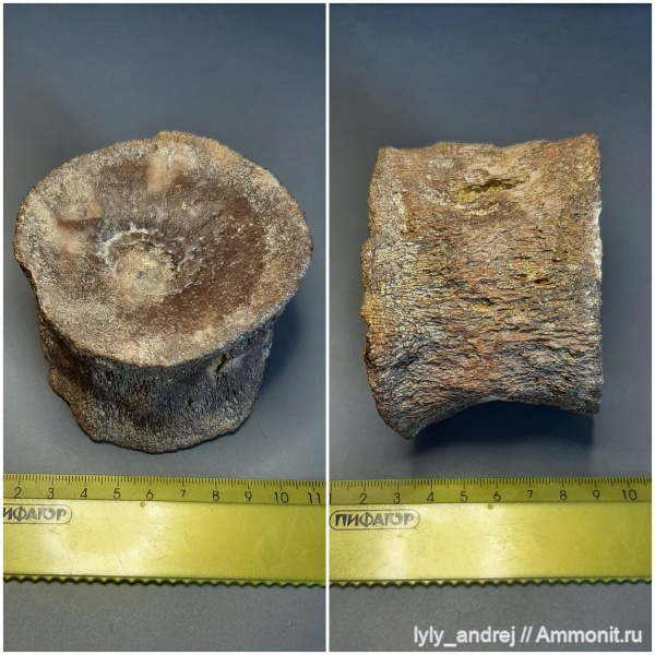 Plesiosaurus, позвонки, кампан, Polycotylus