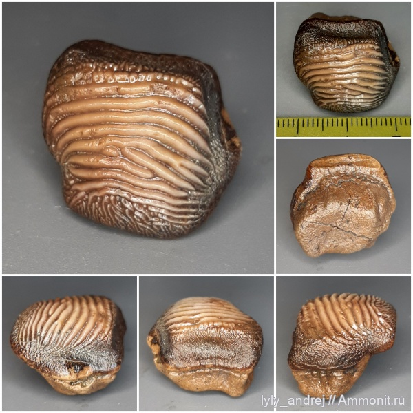 зубы, хрящевые рыбы, сеноман, зубы акул, Ptychodus, Ptychodus decurrens