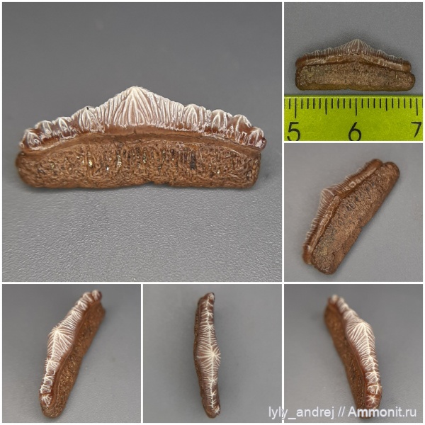 зубы, хрящевые рыбы, сеноман, зубы акул, Polyacrodus, Polyacrodus maiseyi