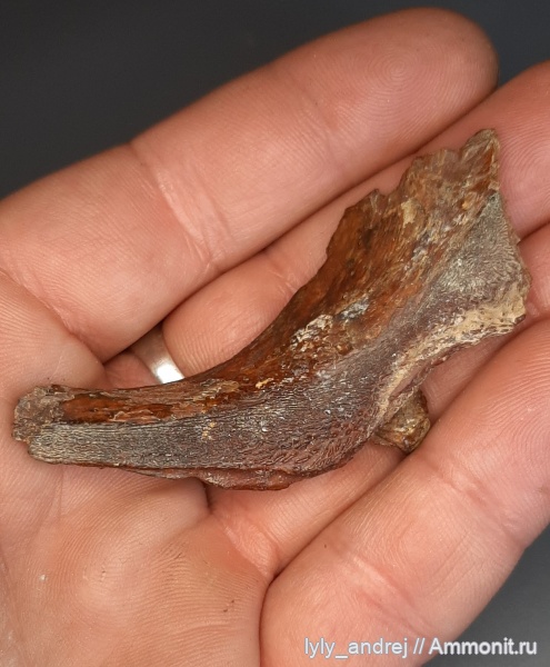 рыбы, сеноман, костные рыбы, Protosphyraena, Enchodus