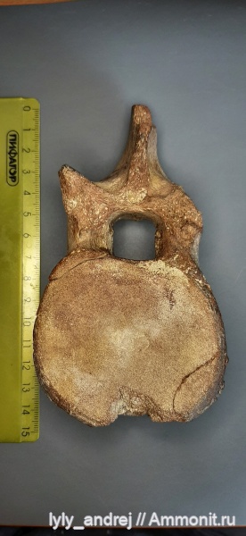 водные рептилии, Plesiosaurus, сеноман, позвонки, позвонки плезиозавров