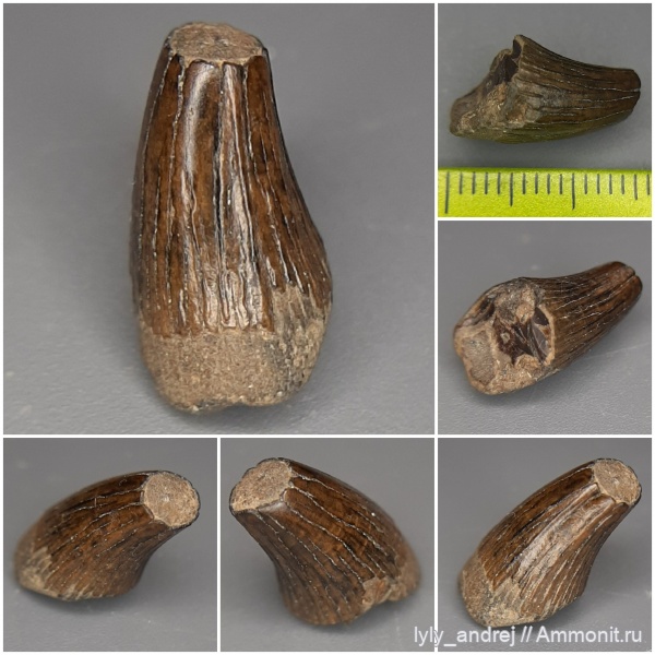 плезиозавры, Plesiosaurus, зубы рептилий, Александровка