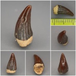 "Янтарная" Leptocleidia