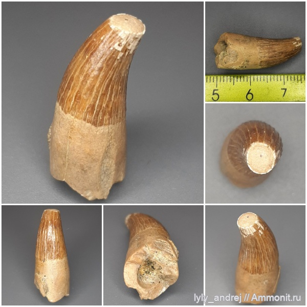 водные рептилии, плезиозавры, Plesiosaurus, Plesiosauria, зубы плезиозавров