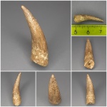 Саратовчанин-зубастый