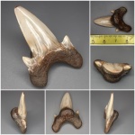 Dwardius Тамбовский