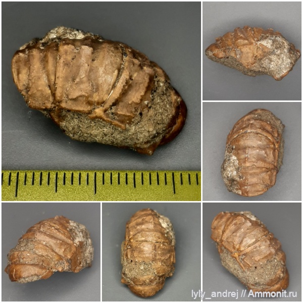 ракообразные, раки, сеноман, сантон, клешни, Александровка, хитоны