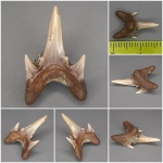 Protolamna с особенностями