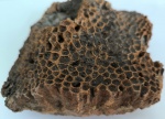 Hexagonaria bulvankerae из Михайловского карьера.