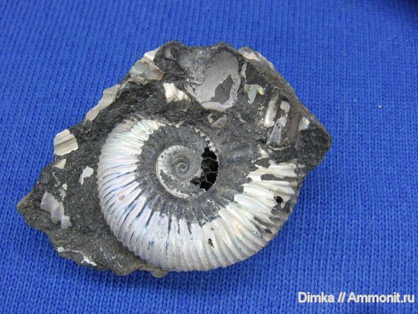 аммониты, Epivirgatites, Покровское-Глебово, Epivirgatites bipliciformis, Ammonites