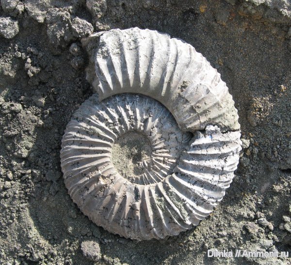 аммониты, Virgatites, Еганово, Ammonites