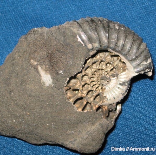 аммониты, кимеридж, Rasenia, Ammonites, Crussoliceras, Kimmeridgian, Upper Jurassic