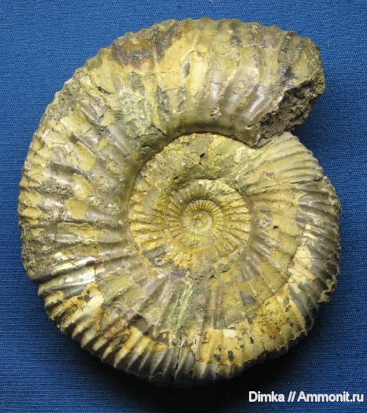 аммониты, юра, Epivirgatites, Мостово-Василево, средний подъярус волжского яруса, Epivirgatites lahuseni, Ammonites, Jurassic