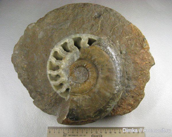 аммониты, келловей, Indosphinctes, Никитино, Perisphinctidae, Ammonites, Callovian, Middle Jurassic