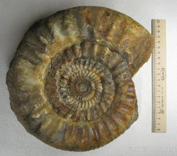 аммониты, келловей, Никитино, Choffatia, Perisphinctidae, Ammonites, Callovian, Middle Jurassic