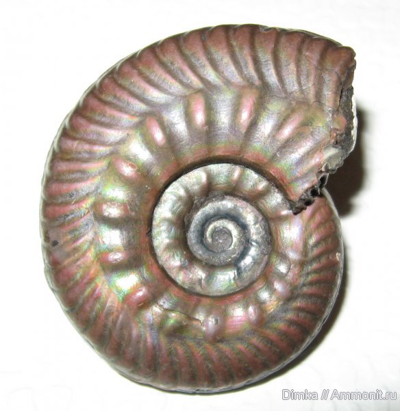 аммониты, Hecticoceras, Михайловцемент, верхний келловей, Ammonites
