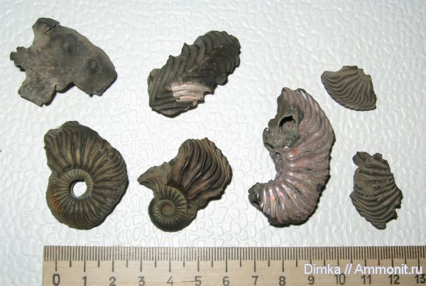 аммониты, Cardioceras, нижний оксфорд, Кимры, р. Волга, Ammonites, Lower Oxfordian