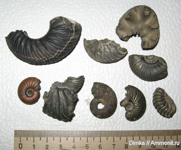 аммониты, Kosmoceras, Quenstedtoceras, верхний келловей, Кимры, Ammonites