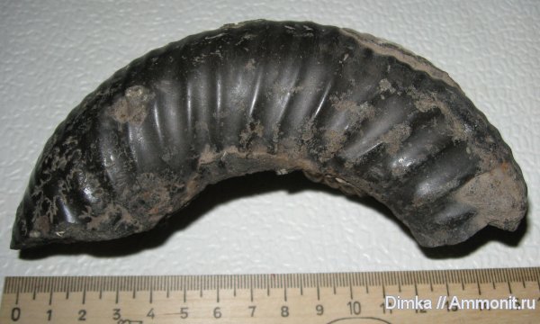 аммониты, Dorsoplanites, Мневники, Virgatites gerassimovi, Dorsoplanites serus, Ammonites