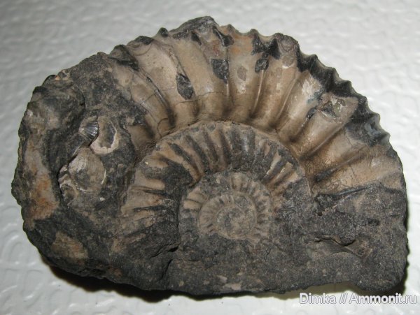 аммониты, Dorsoplanites, волжский ярус, Мневники, Dorsoplanites dorsoplanus, Ammonites, Volgian
