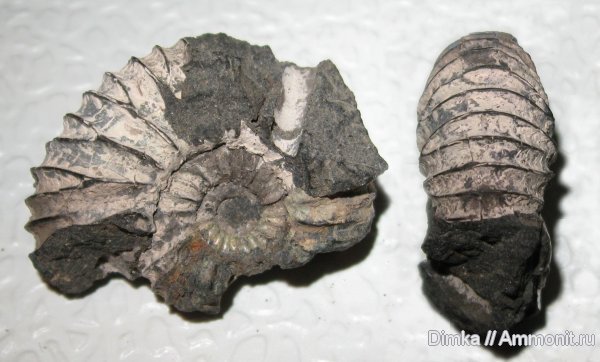 аммониты, средний подъярус волжского яруса, зона Dorsoplanites panderi, Ammonites, Michalskia miatschkoviensis