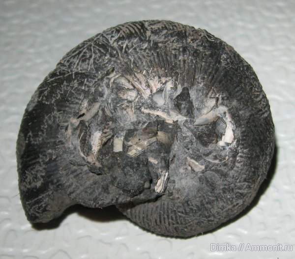 аммониты, Zaraiskites, Мневники, Dorsoplanites panderi, Zaraiskites quenstedti, Ammonites