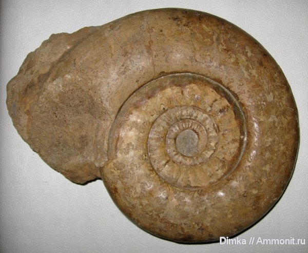 аммониты, нижний келловей, Рязанская область, Indosphinctes mutatus, Indosphinctes, Perisphinctidae, Ammonites, Lower Callovian