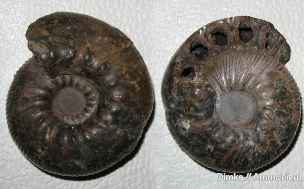аммониты, Якутия, нижний мел, Polyptychites, Саха (Якутия), Polyptychites stubendorffi, Ammonites, Lower Cretaceous