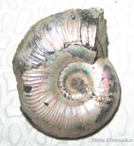 аммониты, Cardioceras, Якутия, Саха (Якутия), Cardioceras tenuicostatum, средний оксфорд, Ammonites