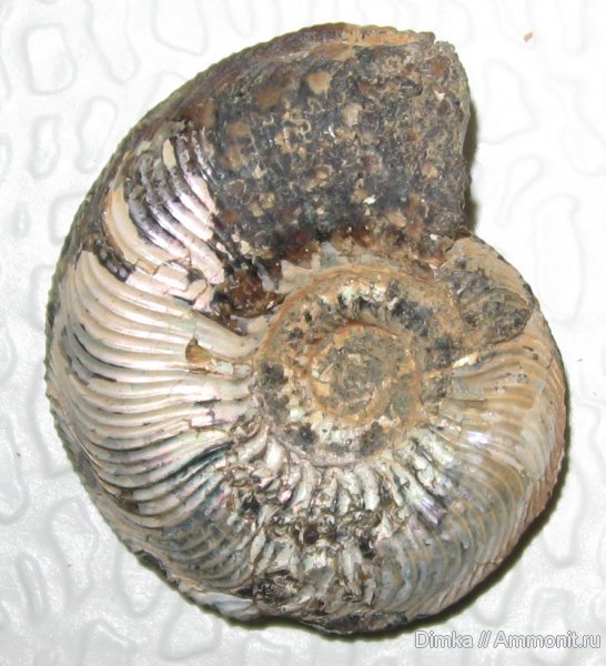 аммониты, Cardioceras, Якутия, Cardioceras tenuicostatum, средний оксфорд, р. Анабар, Ammonites