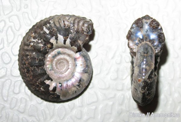 аммониты, Cardioceras, Якутия, средний оксфорд, р. Анабар, Ammonites