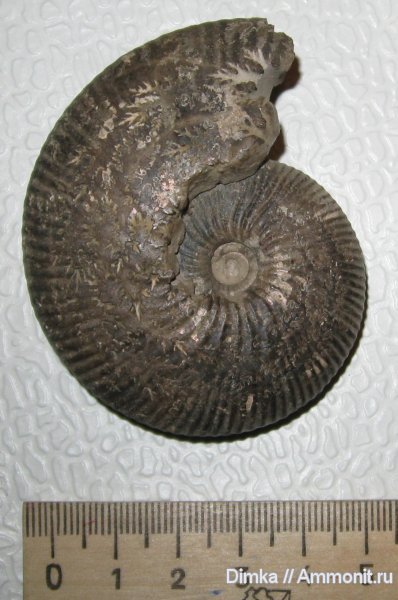 аммониты, верхний оксфорд, Ringsteadia, Ringsteadia cuneata, р. Унжа, Ammonites, Oxfordian, Upper Oxfordian
