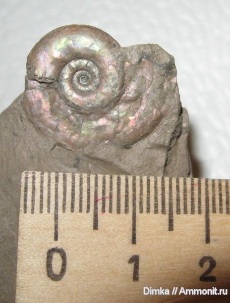 аммониты, Hecticoceras, Ammonites