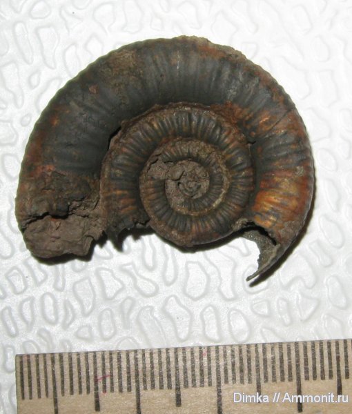 аммониты, Binatisphinctes, келловей, Ammonites, Callovian, Middle Jurassic